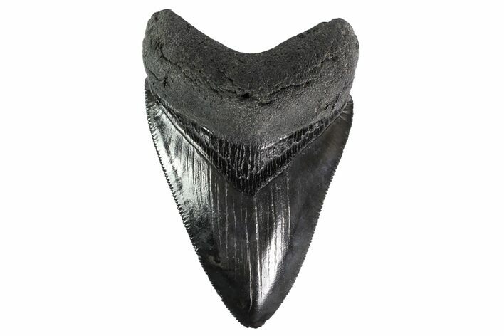 Serrated, Fossil Megalodon Tooth - South Carolina #153850